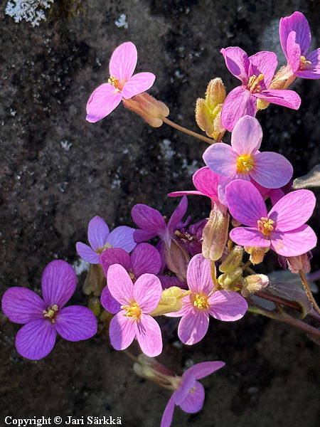 Arabis x arendsii 'La Fraicheur' punapitk�palko